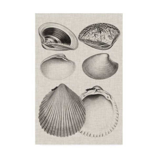 Vision Studio 'Charcoal & Linen Shells IX' Canvas Art, 12x19, Trademark Fine Art, Mfr#: WAG15389-C1219GG